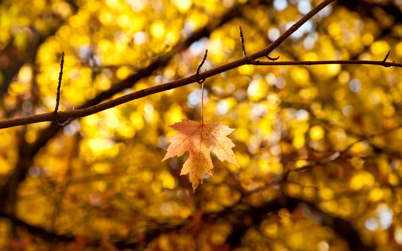 , autumn, , leaves, , , , 