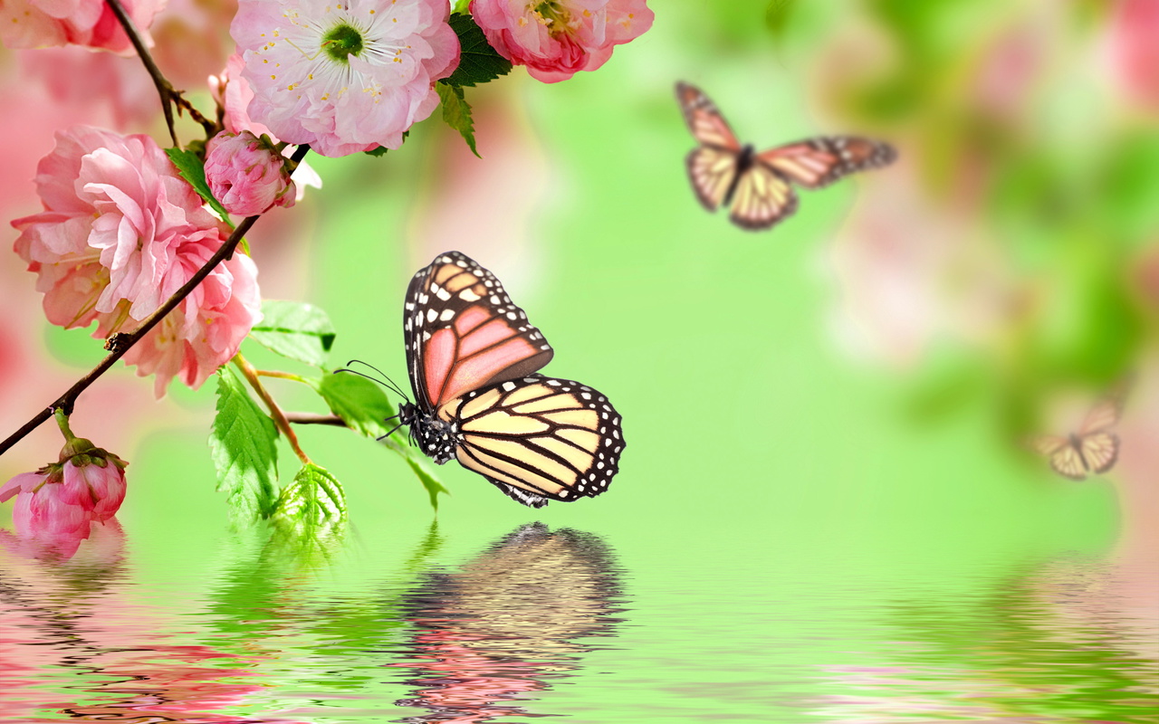 blossom, water, Spring, flowers, pink, butterflies, , , reflection