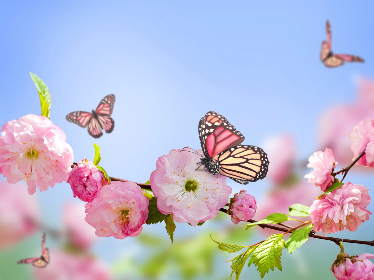 flowers, , blue, , Spring, pink, sky, butterflies, blossom