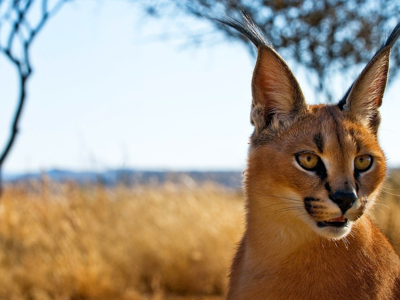 , , ,  , Caracal, 