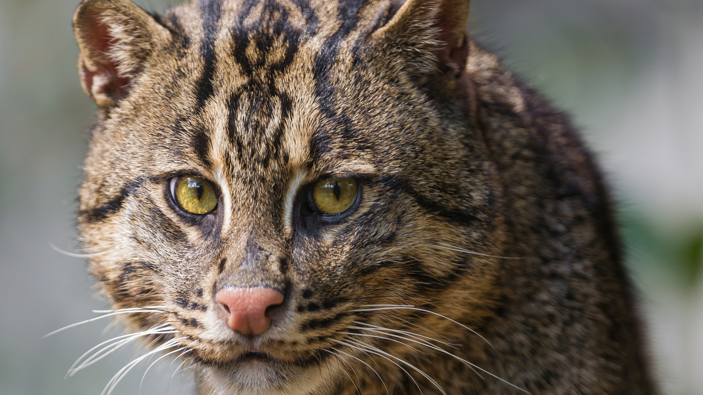 , , ,  , fishing cat, , 