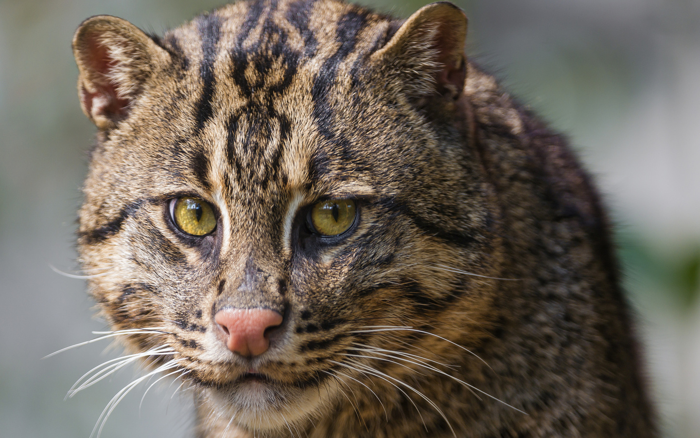 , , ,  , fishing cat, , 