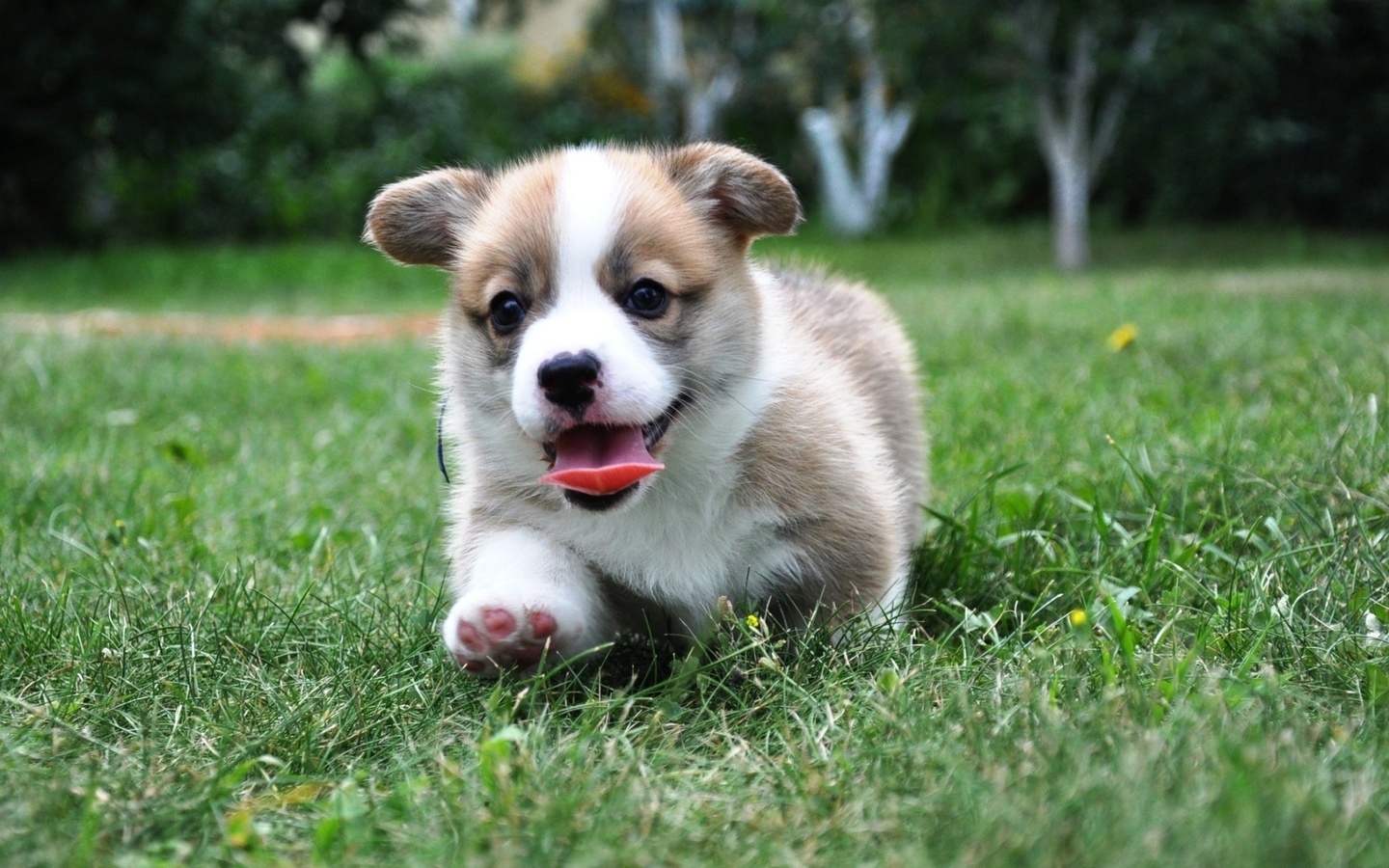 , Welsh corgi, pembroke,  , , , 