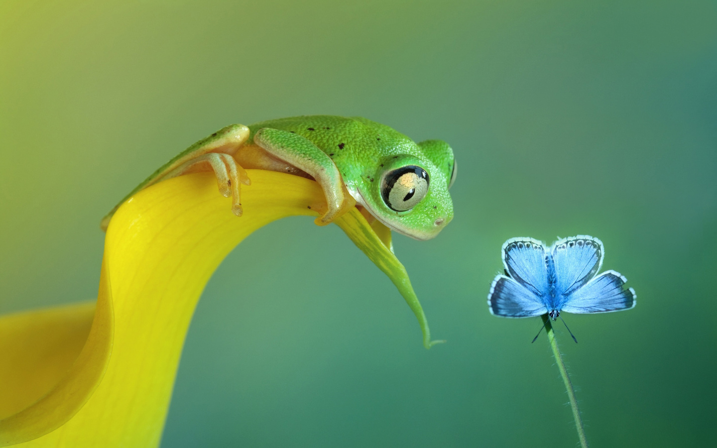 любопытство.jpg, бабочка, Лягушка