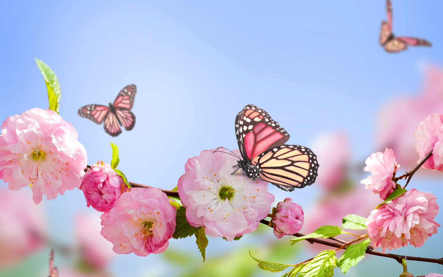 flowers, , blue, , Spring, pink, sky, butterflies, blossom