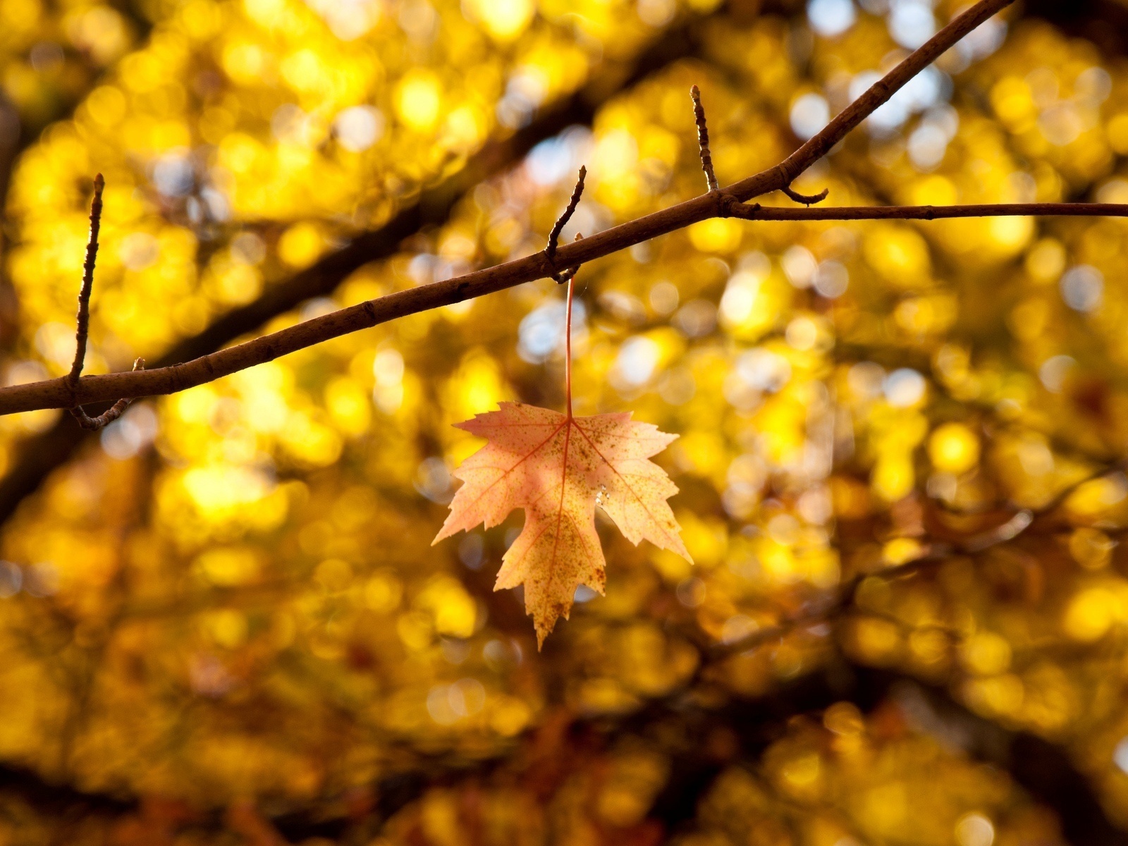 , autumn, , leaves, , , , 