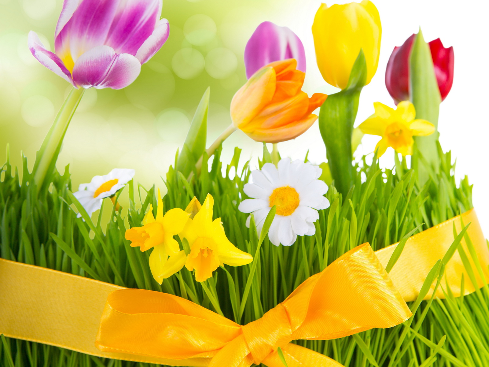 , , fresh, flowers, tulips, Spring, colorful, , 