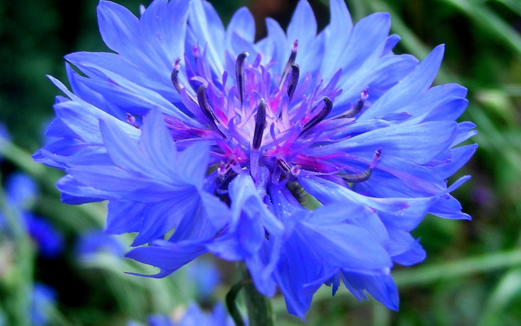 , , , centaurea, , cornflower, 