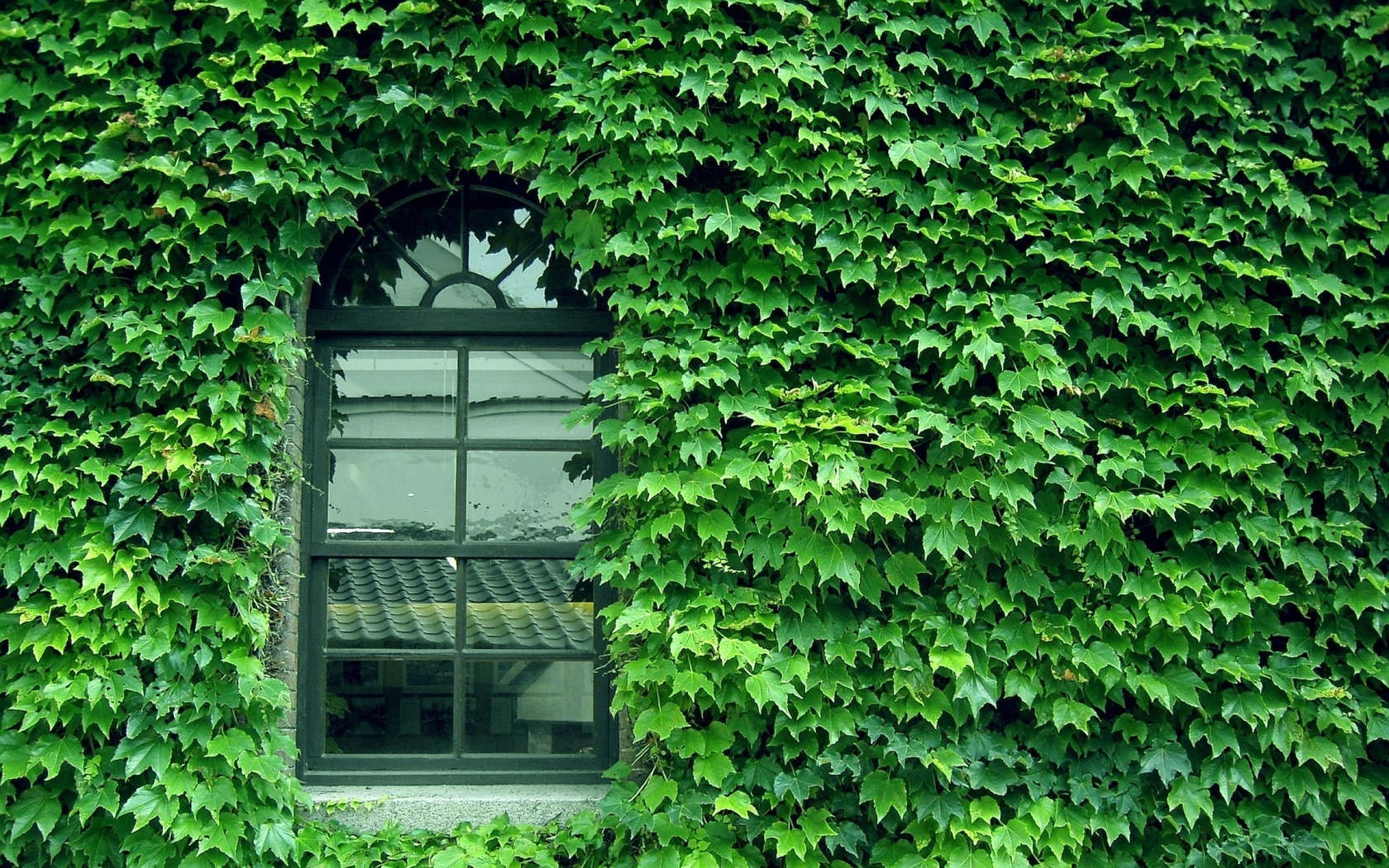 green, Wall, pattern, window, glass