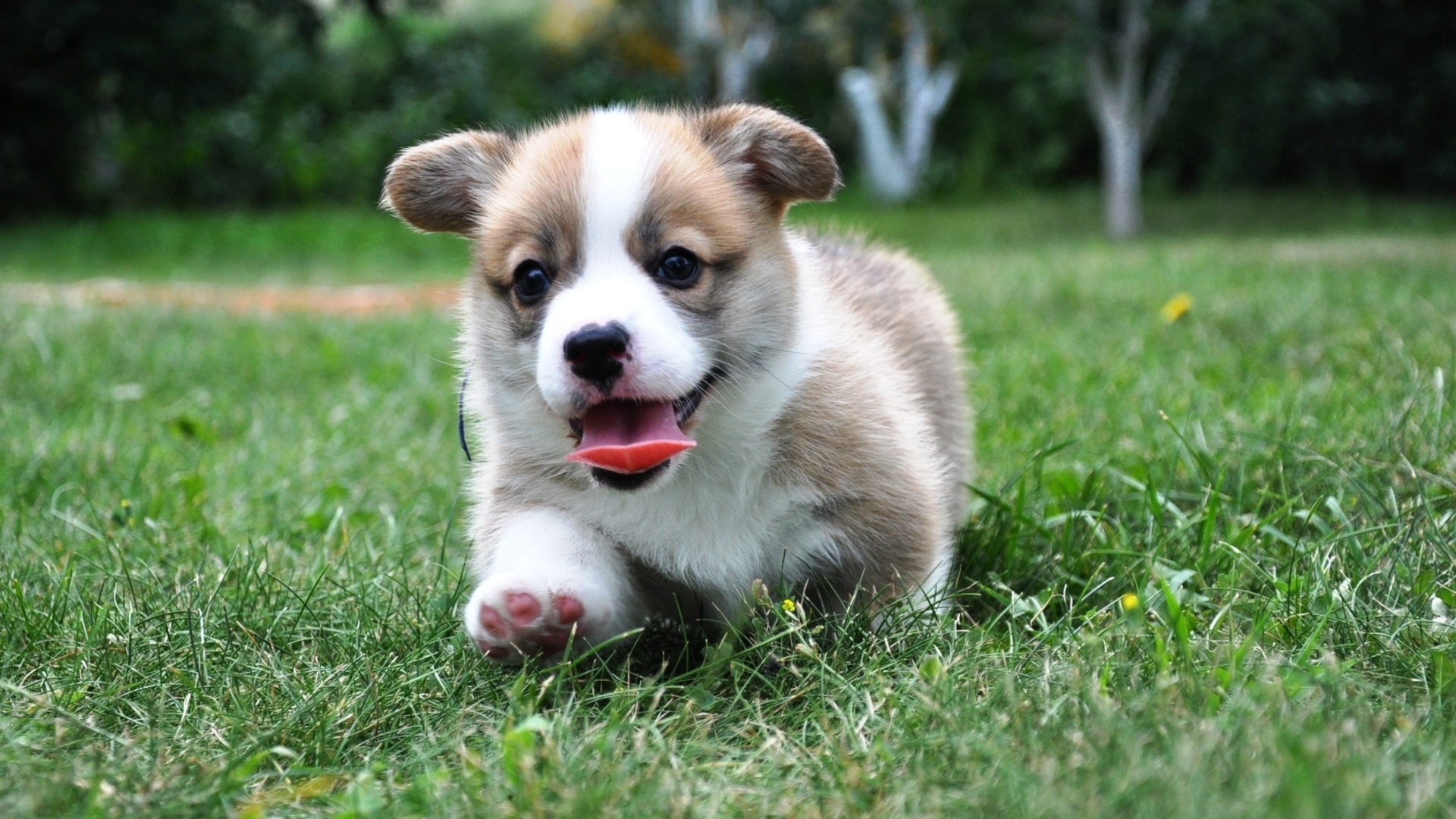 , Welsh corgi, pembroke,  , , , 