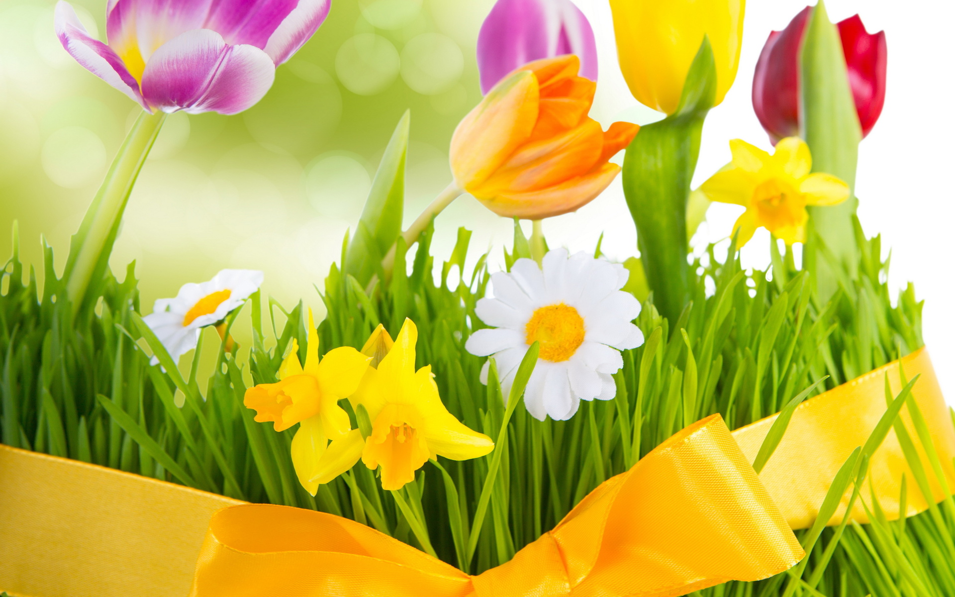 , , fresh, flowers, tulips, Spring, colorful, , 