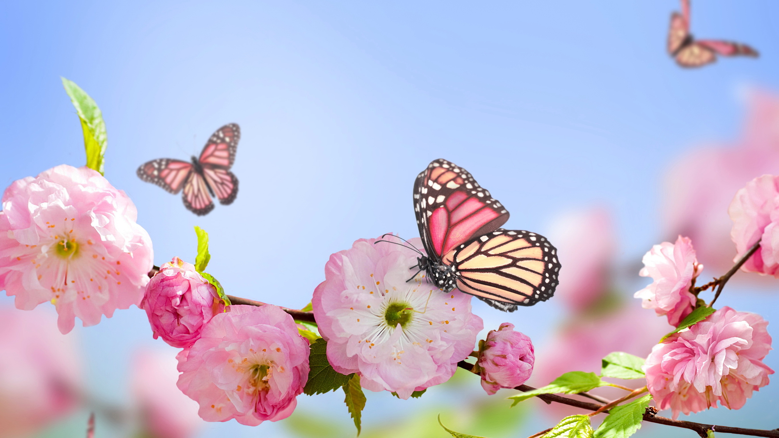 flowers, , blue, , Spring, pink, sky, butterflies, blossom