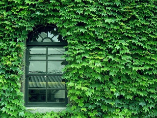 green, Wall, pattern, window, glass