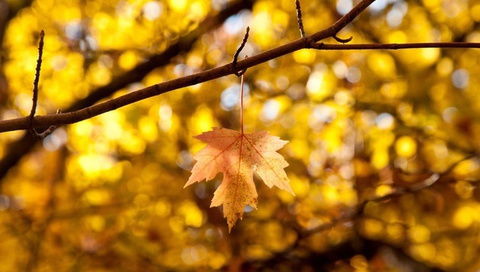 , autumn, , leaves, , , , 