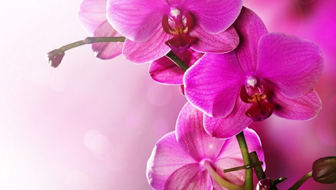 Orchid, phalaenopsis, beauty, pink, tenderness, , flowers, , petals