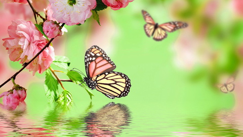 blossom, water, Spring, flowers, pink, butterflies, , , reflection