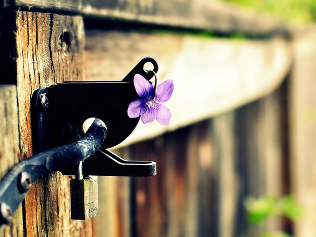 забор, цветок, замок, фиолетовый, Макро, цветочек