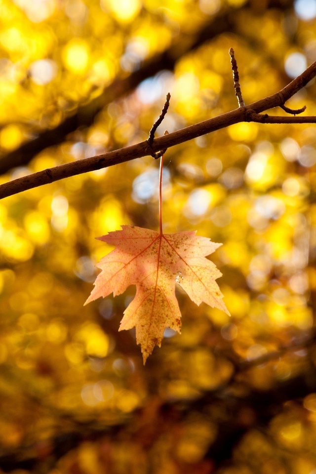 Макро, autumn, листья, leaves, листик, желтый, осень, листочек