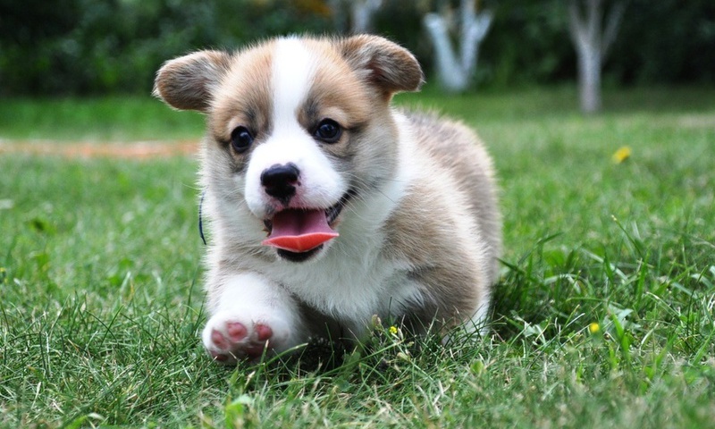 , Welsh corgi, pembroke,  , , , 