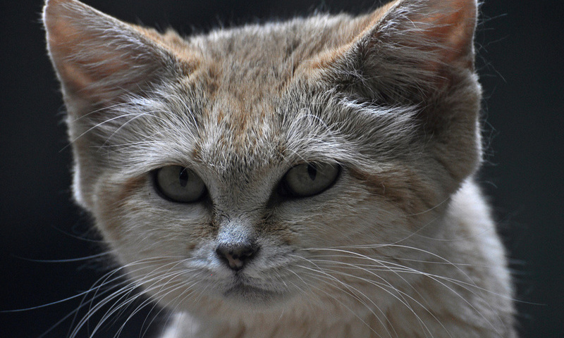  , ,  , , sand cat