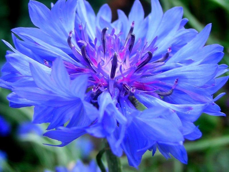 , , , centaurea, , cornflower, 