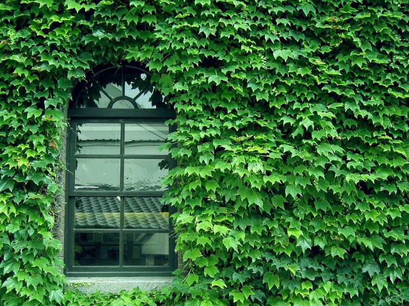 green, Wall, pattern, window, glass