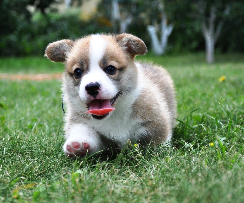 , Welsh corgi, pembroke,  , , , 