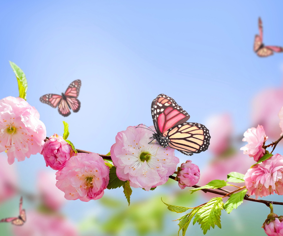 flowers, , blue, , Spring, pink, sky, butterflies, blossom