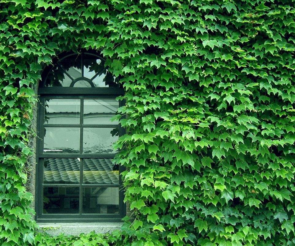 green, Wall, pattern, window, glass