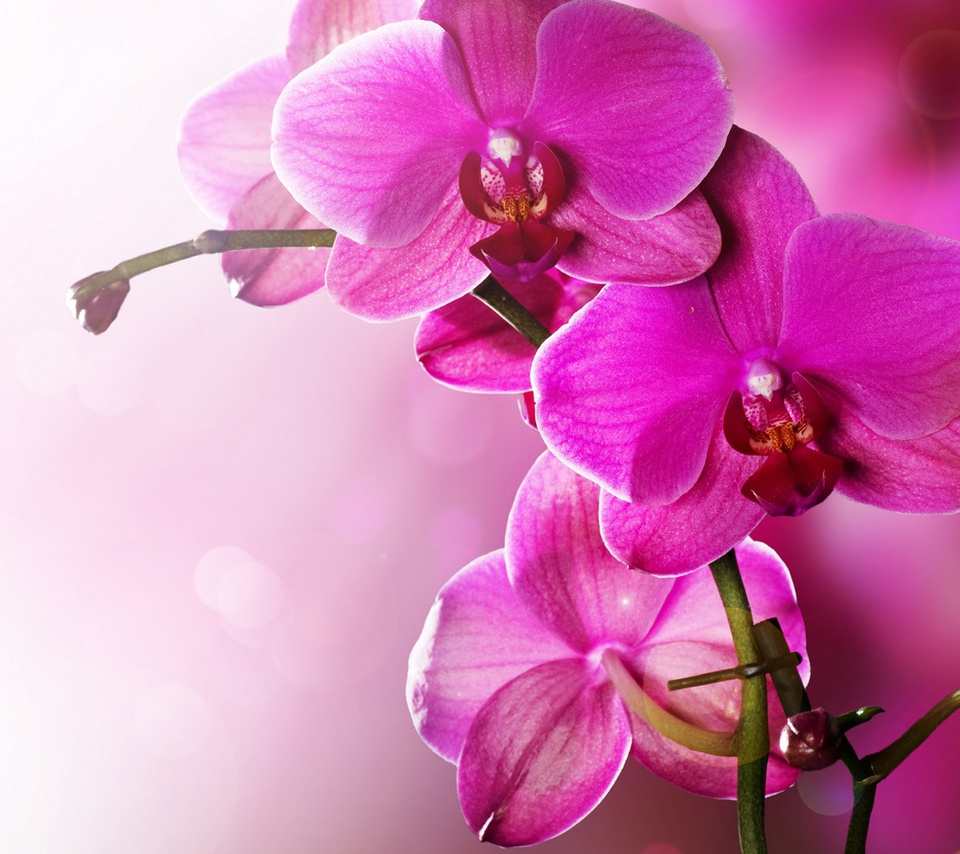 Orchid, phalaenopsis, beauty, pink, tenderness, , flowers, , petals