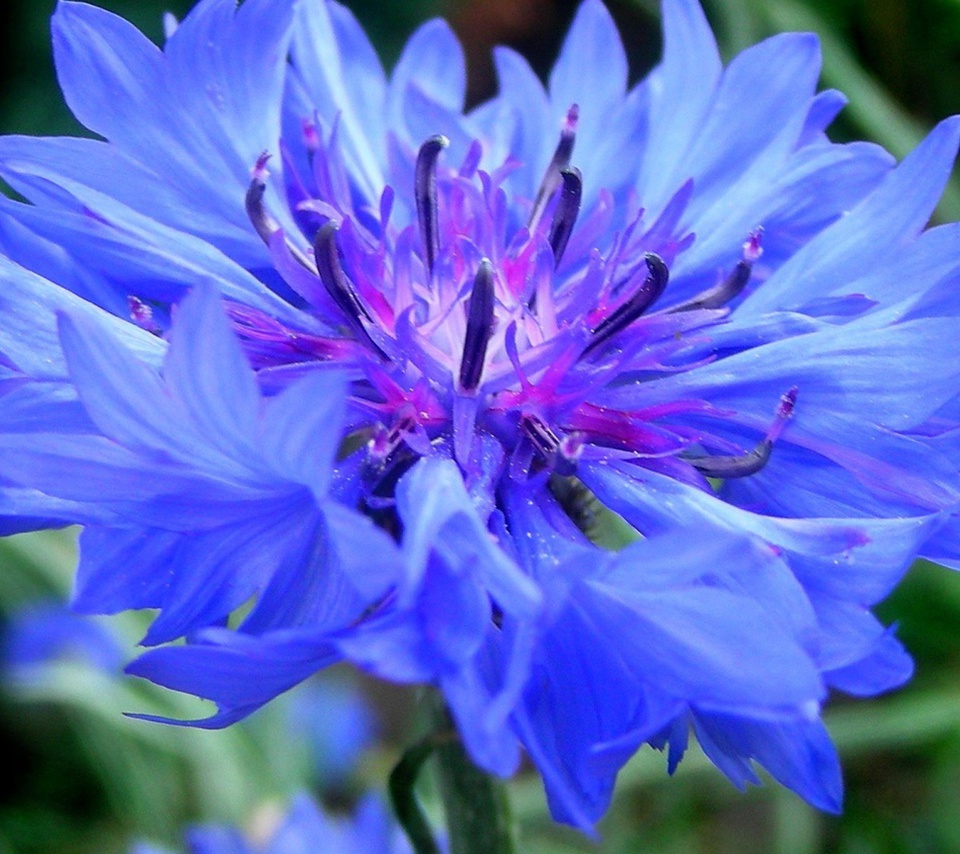 , , , centaurea, , cornflower, 