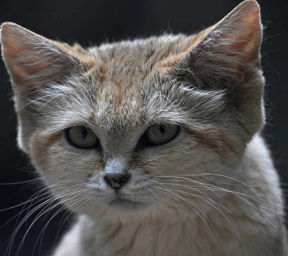  , ,  , , sand cat